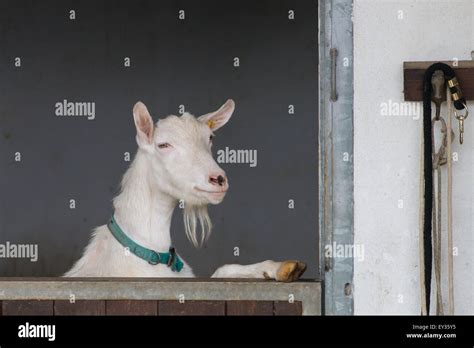 White Goat Standing On Hind Legs Looking Outside The Stable Stock Photo