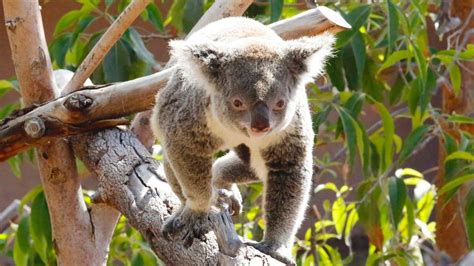 Koala Genome Shows How The Marsupial Lives On Eucalyptus Leaves Stuff