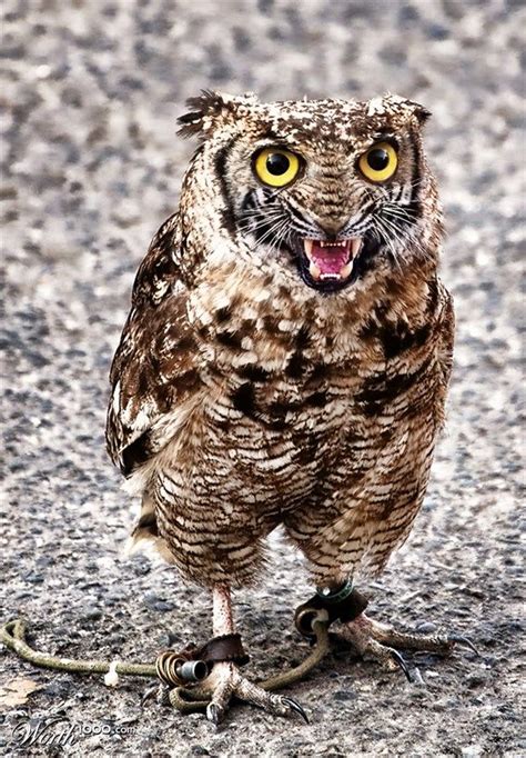 OwlCat | Cuddly Creatures | Pinterest