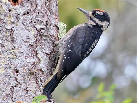 Hairy Woodpecker Celebrate Urban Birds