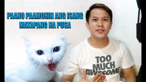 Paano Paamohin Ang Isang Matapang Na Pusa Youtube