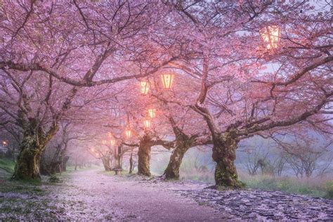 🇯🇵 Cherry Blossoms And Lanterns Osaka Japan By Daniel Kordan 🌸 Mar