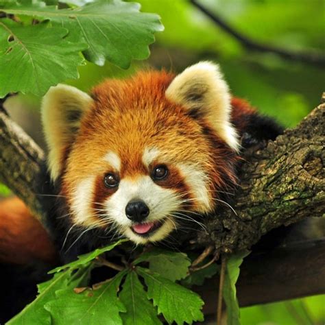 10 Top Red Panda Wallpaper 1920x1080 Full Hd 1920×1080 For Pc Background