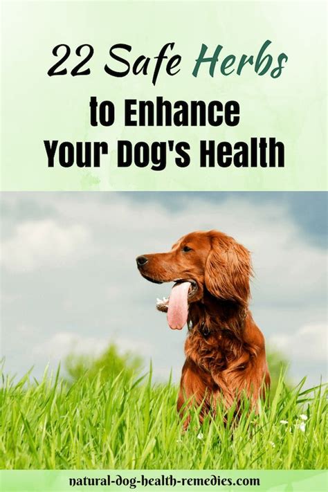 Natural pet foods provides pet lovers with the best deals on premium pet foods, treats, supplements, toys recently i decided to try out some recovery joint support powder that was getting near. Safe Herbs for Dogs (With images) | Dogs health remedies ...