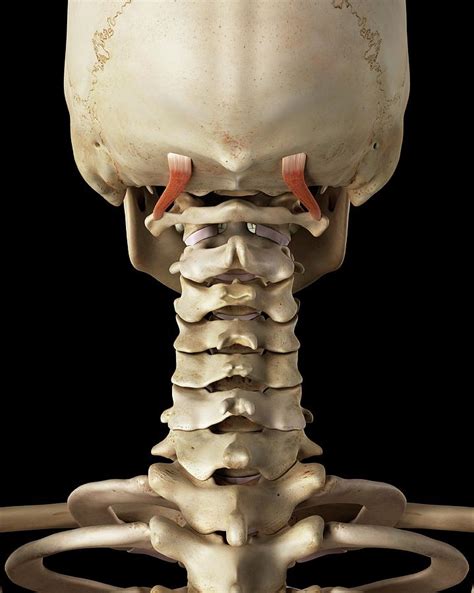 Human Neck Bones And Muscle Photograph By Sciepro Fine Art America