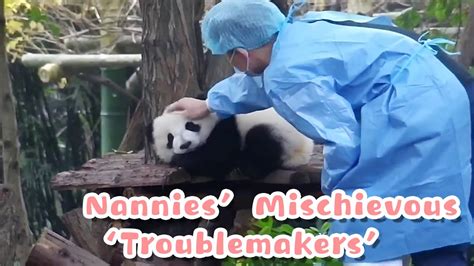 Baby Pandas Nannies Top Class ‘troublemakers Ipanda Youtube
