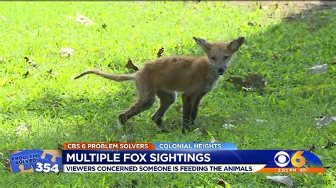 Neighbors Warned Of Feeding Getting Too Close To Sick Foxes