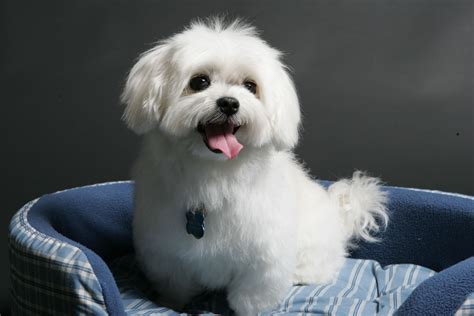 My Dog Happy Is The Cutest Maltese Dog Ever ♥ Maltese Dogs Maltese Dogs