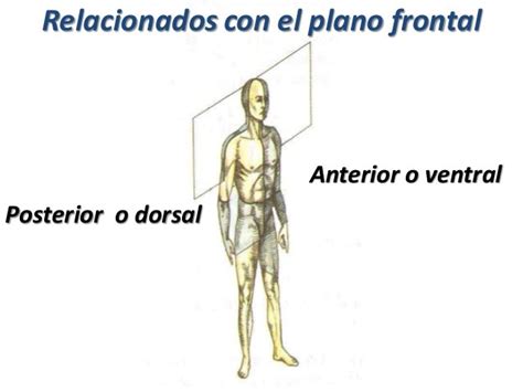 03 Planos Y Ejes Terminologìa Anatómica