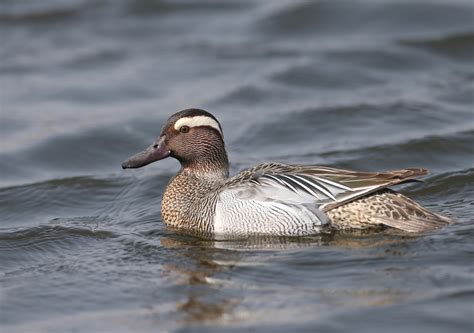 15 Ducks With White Stripe On Their Head Id Guide