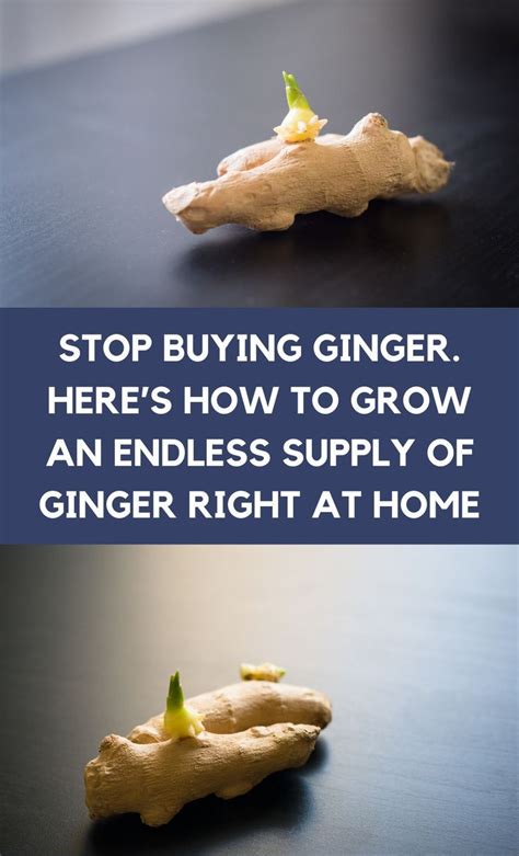 Two Pictures With The Words Stop Buying Ginger Here S How To Grow An Endless Supply Of Ginger