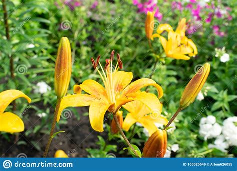Macro Shot Of Beautiful Red Tiger Lily Flowers Or Lilly Blossoms Stock Image Image Of Flowers