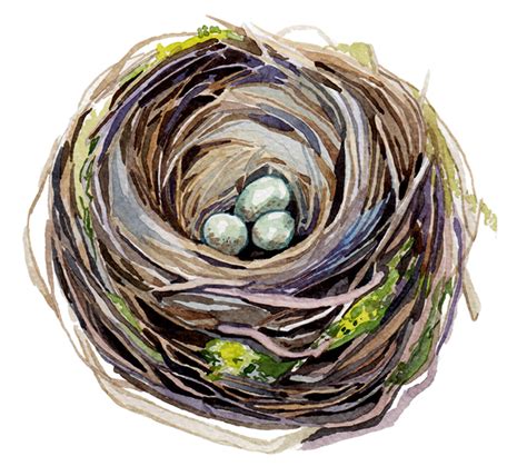 Birds Nests Holly Exley Illustration