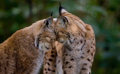 Love Is In The Air 20 Beautiful Pictures Of Animals In Love