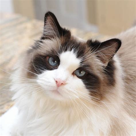 17 Best Images About Ragdoll Cats On Pinterest Cats Videos For Cats