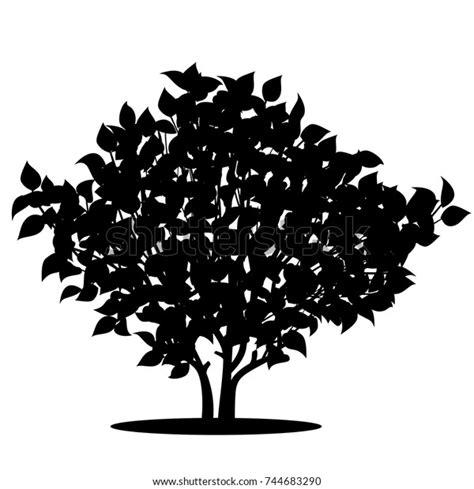 Silhouette Bush Leaves Shadow On White Stock Vector Royalty Free