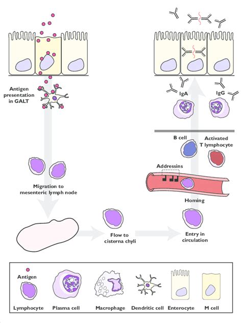 Lymphocyte Activation And Homing An Apc Presents A Specific Antigenic