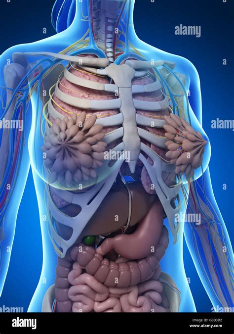 Female Lower Back Anatomy Internal Organs Human Body Diagram Appendix