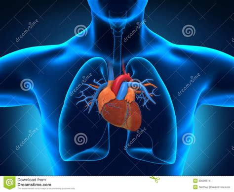 Human Heart Anatomy Stock Illustration Illustration Of