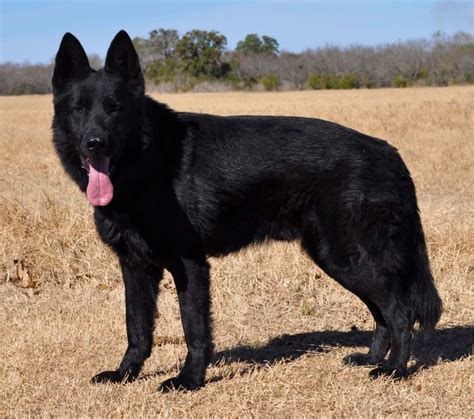 Black German Shepherd Wolf Mix Puppies