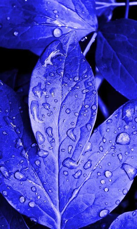 Share 53 Blue Leaf Wallpaper Incdgdbentre