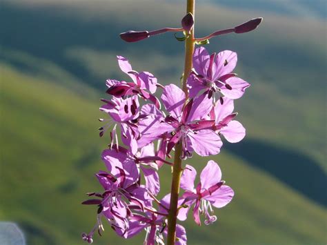 Fireweed And A Simple Clue To Prepare For Winter Spotter Up