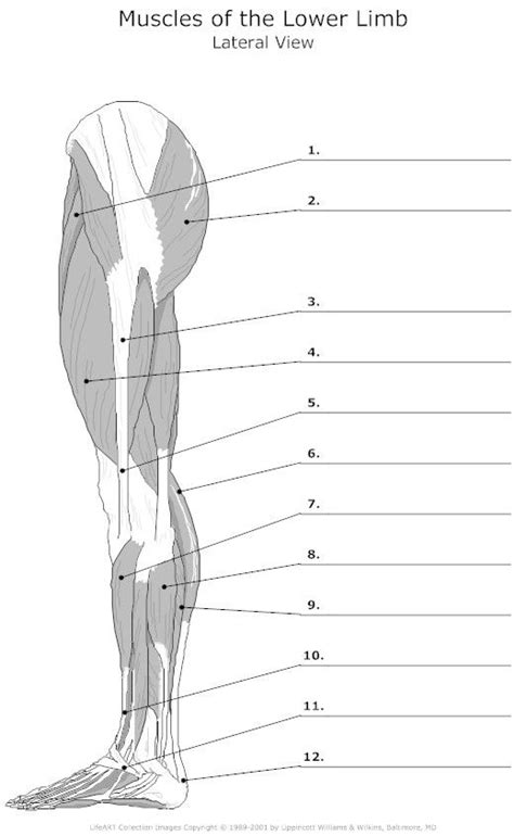 Human Anatomy Muscles Worksheet
