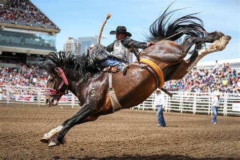 The Facts About Flank Straps Blog Bronc Riding Bull Riding Saddle