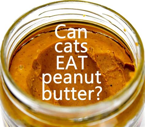 Cats don't need peanut butter. Can Cats Eat Peanut Butter? • The Pets KB