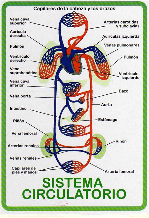 Sistema O Aparato Circulatorio Anatomia Sistema Circulatorio Wikisabio
