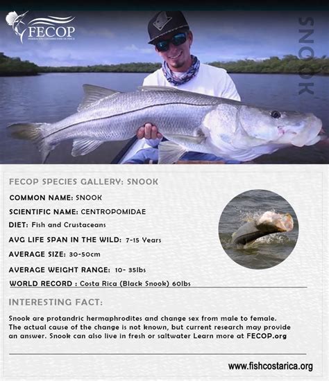 Biggest Snook In The World Archives Fecop Costa Rica Sport Fishing