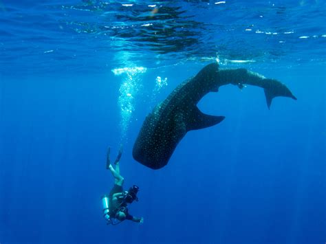 Best Places For Swimming With Whale Sharks Readers Digest