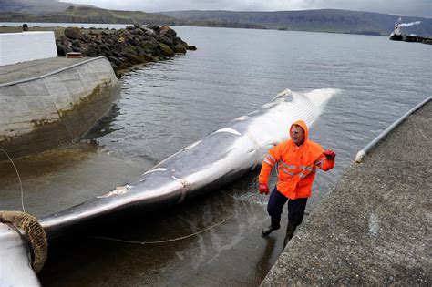 Commercial Whaling May Be Over In Iceland Citing The Pandemic Whale