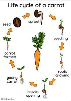 Life cycle of a carrot