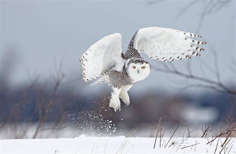 Why Snowy Owls Are Spending The Winter In Detroit