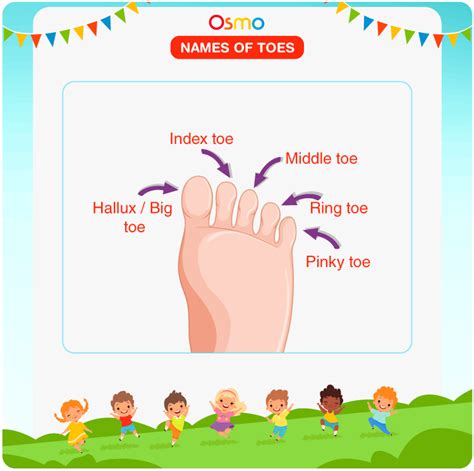 Names Of Toes List Of All The Toe Names For Kids
