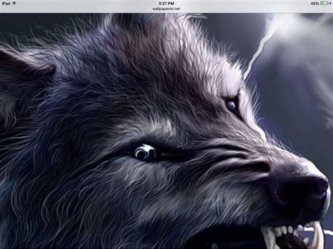 Coolest Looking Wolf Ever Wolf Animation Thunder