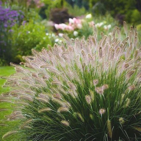 Wide range of ornamental grasses for sale, available to buy online for uk delivery from paramount plants one of london's top garden centres. Buy Dwarf Hameln Fountain Grass (Pennisetum Alopecuroides ...