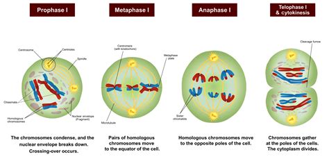 Meiosis Phases Stages Applications With Diagram