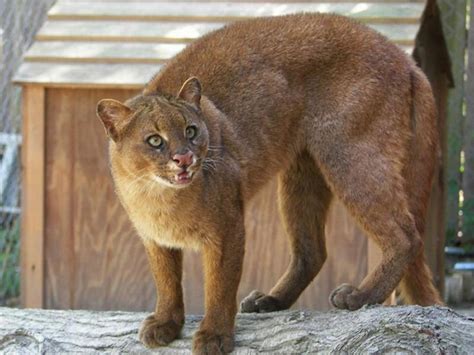 Jaguarundi Is A Wild Cat That Can Chirp Eat Fruit And Be Friends With