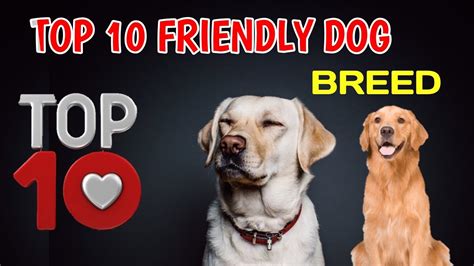 Top 10 Friendly Dog Breeds 10 Friendly Dog Breed Youtube