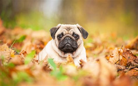 Download Wallpapers Pug Small Puppy Cute Animals Small Dog Autumn