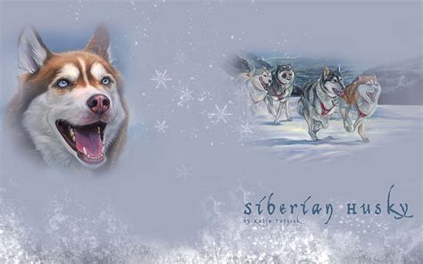Siberian Huskies Snow Nordic Animals Dog Hd Wallpaper Peakpx