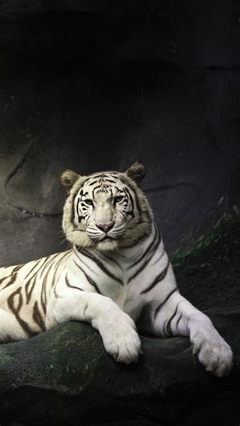 A tiger at longleat safari park. White tiger - Black background | Pet tiger, Tiger ...