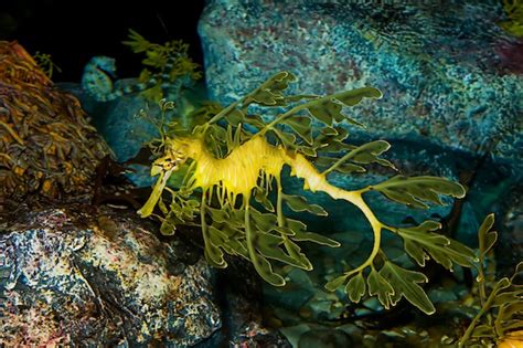 Leafy Sea Dragon Seahorse Facts And Information