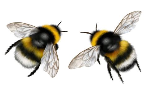 Bumblebee Bug Flying