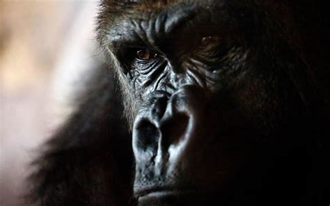 Fond Décran Visage Animaux Gorilles Fermer 2880x1800 Px Grand