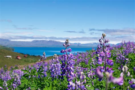 Free Download Hd Wallpaper Lupins Flower Nature Lupine Landscape