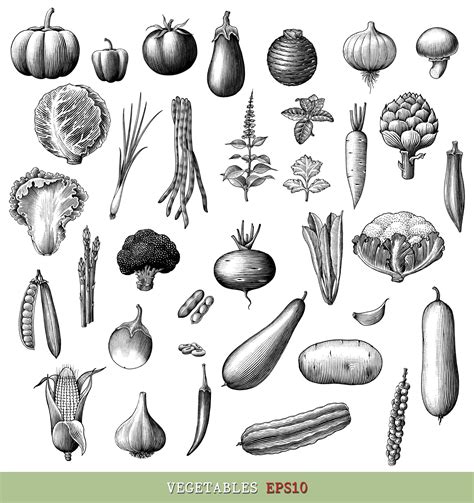 Vegetable Vector Art Icons And Graphics For Free Download