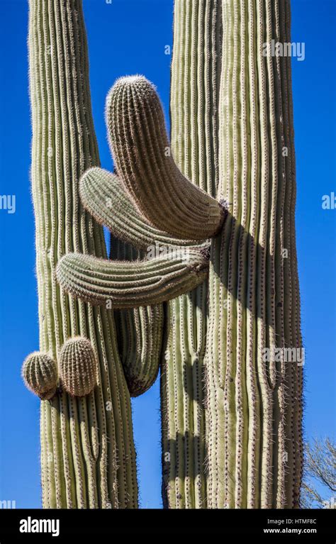 Saguaro Cacti Growing Close Together Saguaro National Park Arizona